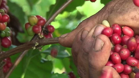 Harvesting coffee manually without any machine Stock Footage 160764277