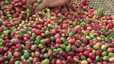 Harvesting coffee manually without any machine Stock Footage 160764294