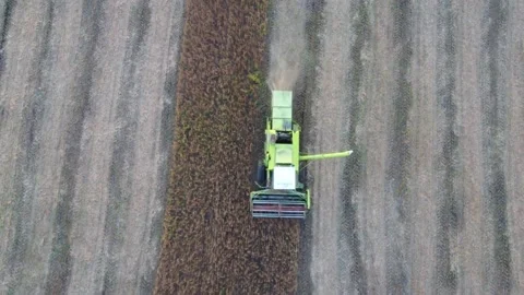 Harvesting with a combine Stock Footage 161948176
