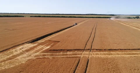 Harvesting by combines 2 Stock Footage 106116149