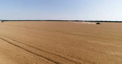 Harvesting by combines 9 Stock Footage 106121971