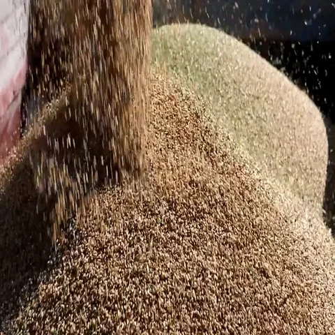 Harvesting combines in the field Stock Footage 69535551