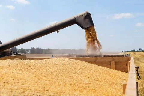 Harvesting with combines Stock Photos
