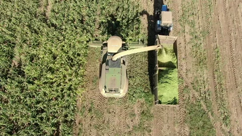 Harvesting corn from agricultural fields Stock Footage 197952425