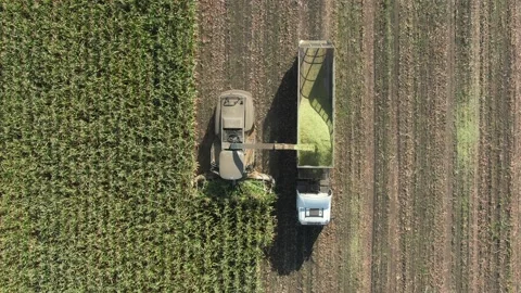 Harvesting corn. cleaning the corn field. harvester with truck. aerial shot Stock Footage 159077527