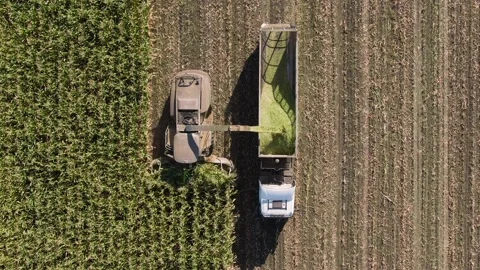 Harvesting corn. cleaning the corn field. harvester with truck. aerial view Stock Footage 160436633