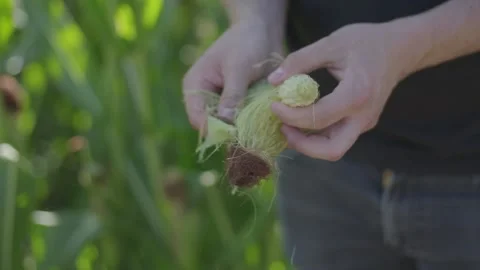 Harvesting Corn Cob 스톡 동영상 142813722