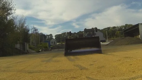 Harvesting. Corn collected tractor. The camera enters the bucket with the grain. Stock Footage 101781615