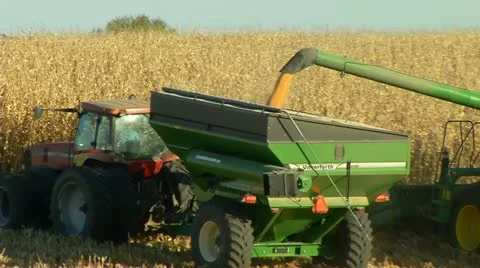 Harvesting corn-combine-6 Stock-Footage 10826350