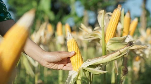 Harvesting corn in corn Stock Footage 119551110