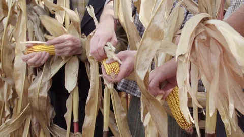 Harvesting corn crops  Stock Footage 129172795