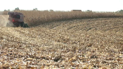 Harvesting corn on the farm Video stock 1061768