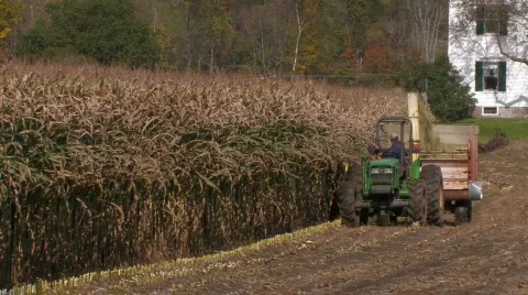 Harvesting Corn Field Stock-Footage 270812