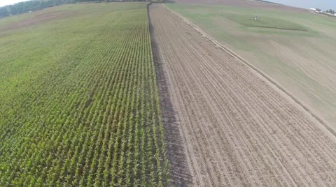 Harvesting on a corn field Video stock 62810812
