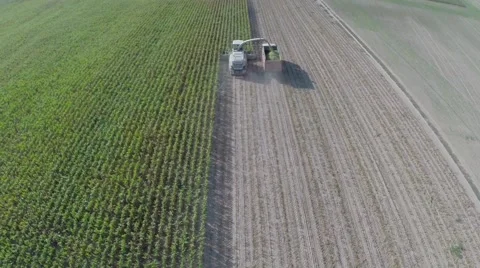 Harvesting on a corn field Video stock 62811589