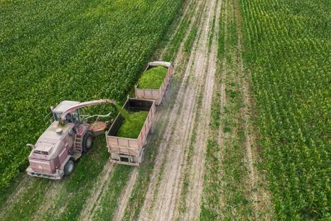 Harvesting corn from the field using a combine harvester. Stock Photos
