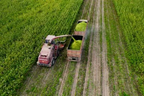 Harvesting corn from the field using a combine harvester. Stock Photos