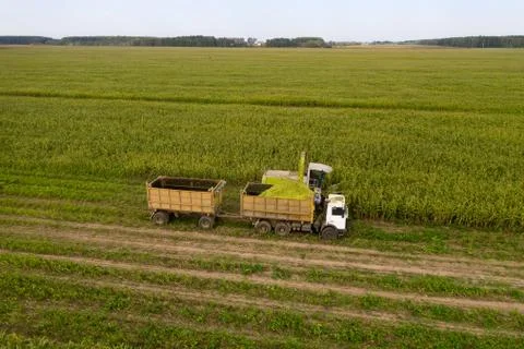 Harvesting corn from the field using a combine harvester. Stock Photos