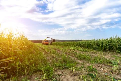 Harvesting corn from the field using a combine harvester. Stock Photos