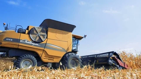 The harvesting of corn Stock Footage 79875819