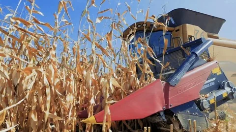 The harvesting of corn Stock Footage 79875854
