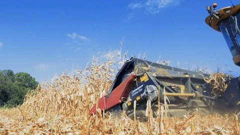  The harvesting of corn. Stock Footage 79876006