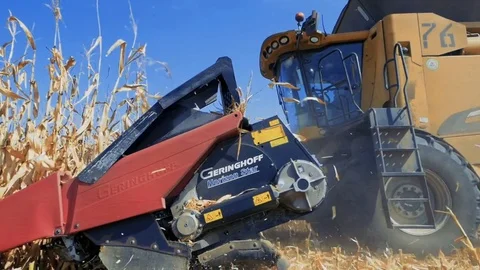 The harvesting of corn Stock Footage 79876464
