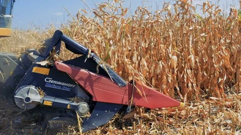 The harvesting of corn Stock Footage 79876654