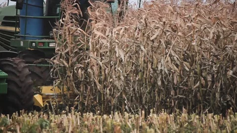 Harvesting of corn Stock Footage 87652825