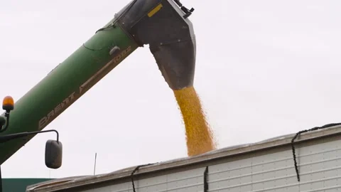 Harvesting Corn Stock-Footage 234333301