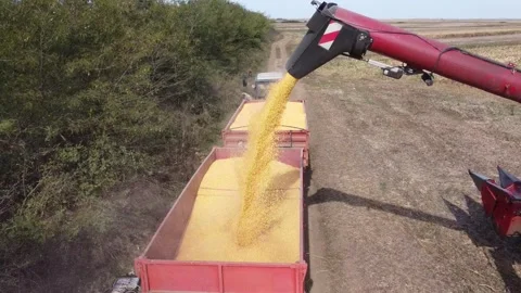 Harvesting corn Stock Footage 254436115