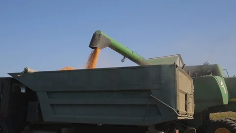 Harvesting corn. loading grain into the machine Stock Footage 96026868