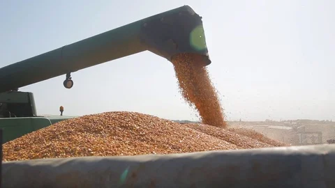 Harvesting corn. loading grain into the machine Stock Footage 96027051