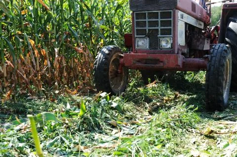 Harvesting corn Stock Photos