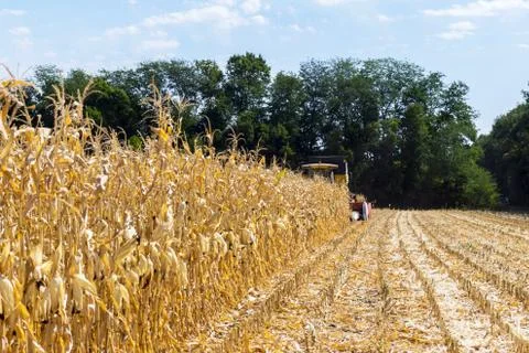 Harvesting corn Stock Photos