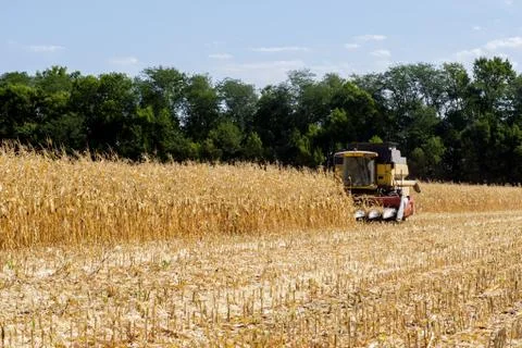 Harvesting corn Stock Photos