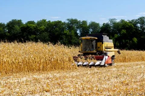 Harvesting corn Stock Photos
