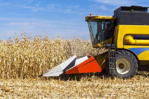 Harvesting corn Stock Photos