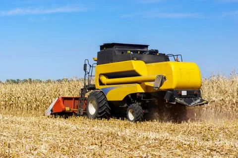 Harvesting corn Stock Photos