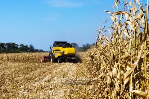Harvesting corn Stock Photos