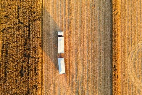 Harvesting corn Foto stock
