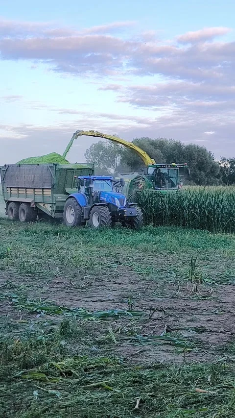 Harvesting corn for silage. The combine loads the chopped material into a Stock Footage 324244016