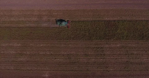 Harvesting corn top view Stock Footage 96025046