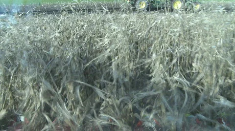 Harvesting corn as viewed from cab Stock Footage 757717