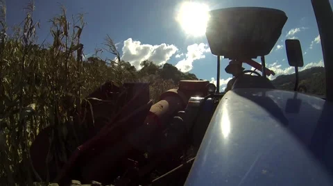 Harvesting cornfield small tractor Video stock 51207532