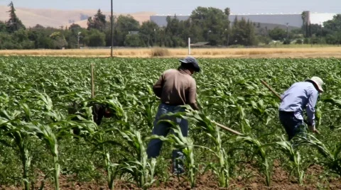 Harvesting Crops Stock Footage 767854