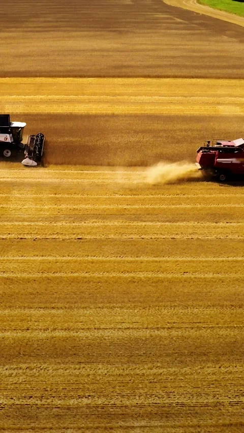 Harvesting crops in a vast field with multiple machines in action during autumn Stock Footage 285153872