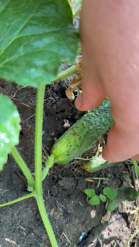 Harvesting Cucumber Stock Footage 311657635