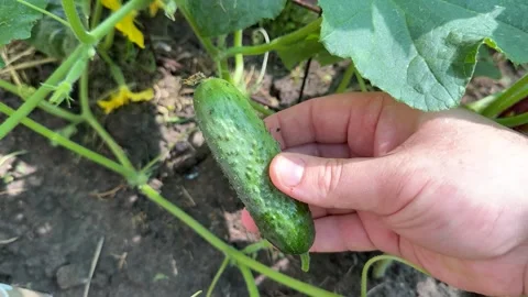 Harvesting Cucumber Stock Footage 311657667