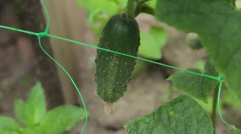 Harvesting cucumbers Stock-Footage 53198478